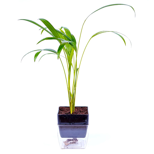 11 इंच एरेका पैल्म पौधा