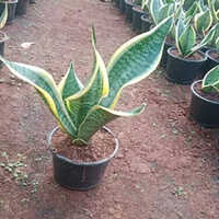 Variegated Sansevieria Plants - Natural Size, Green Leaves | Elegant Indoor/outdoor Addition, Air-purifying, Low-maintenance Option