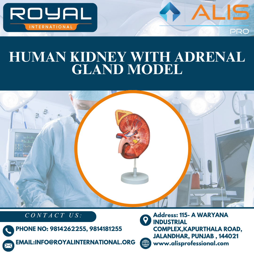 Human Kidney with Adrenal Gland Model