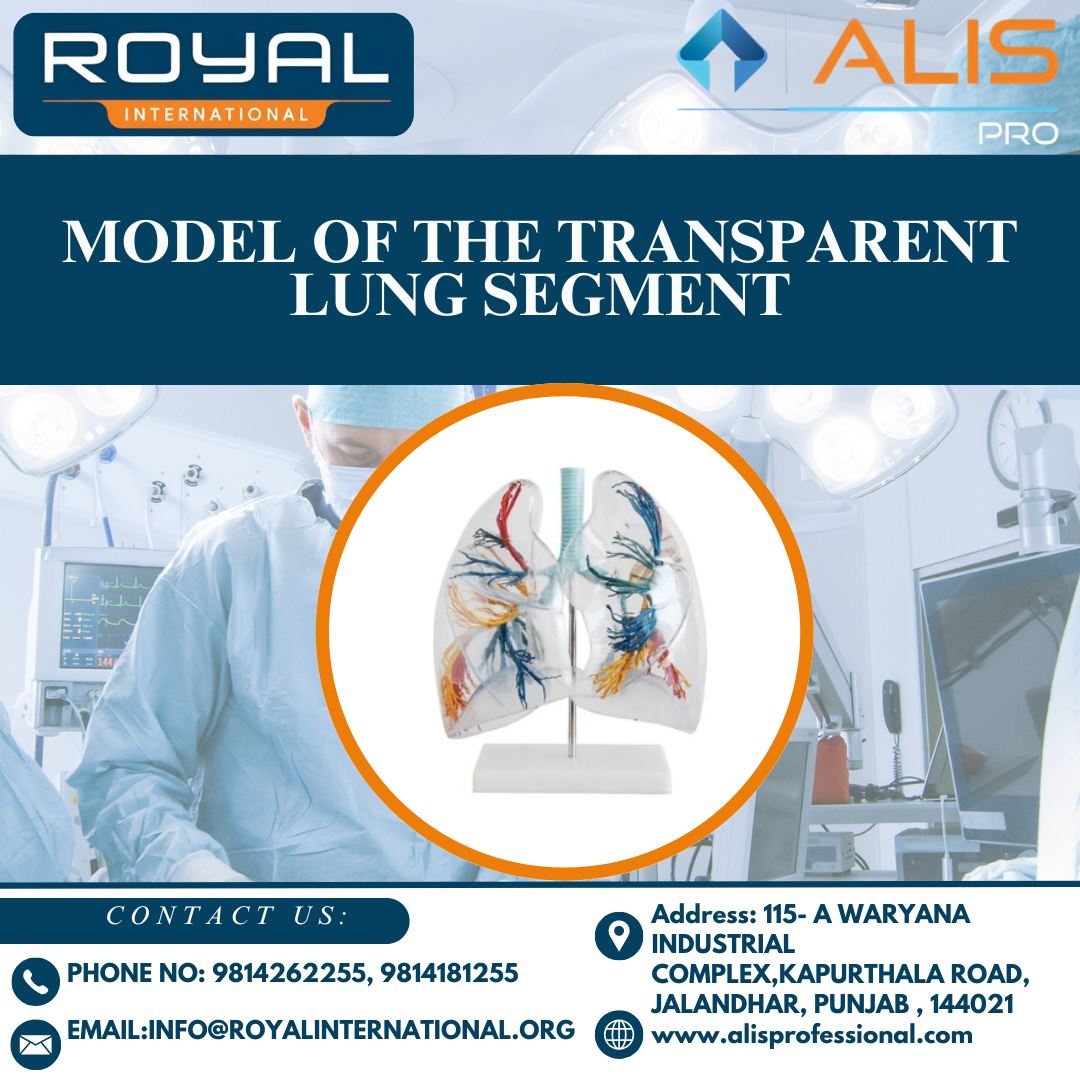 Model of the Transparent Lung Segment