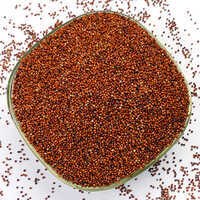 Finger Millet