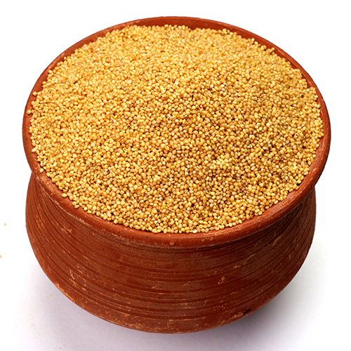 Foxtail Millet Seeds - Cultivation Type: Common