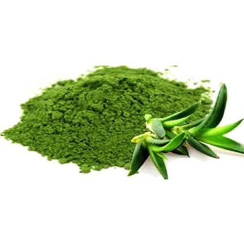 Aloe Vera Powder - Grade: Medicine Grade