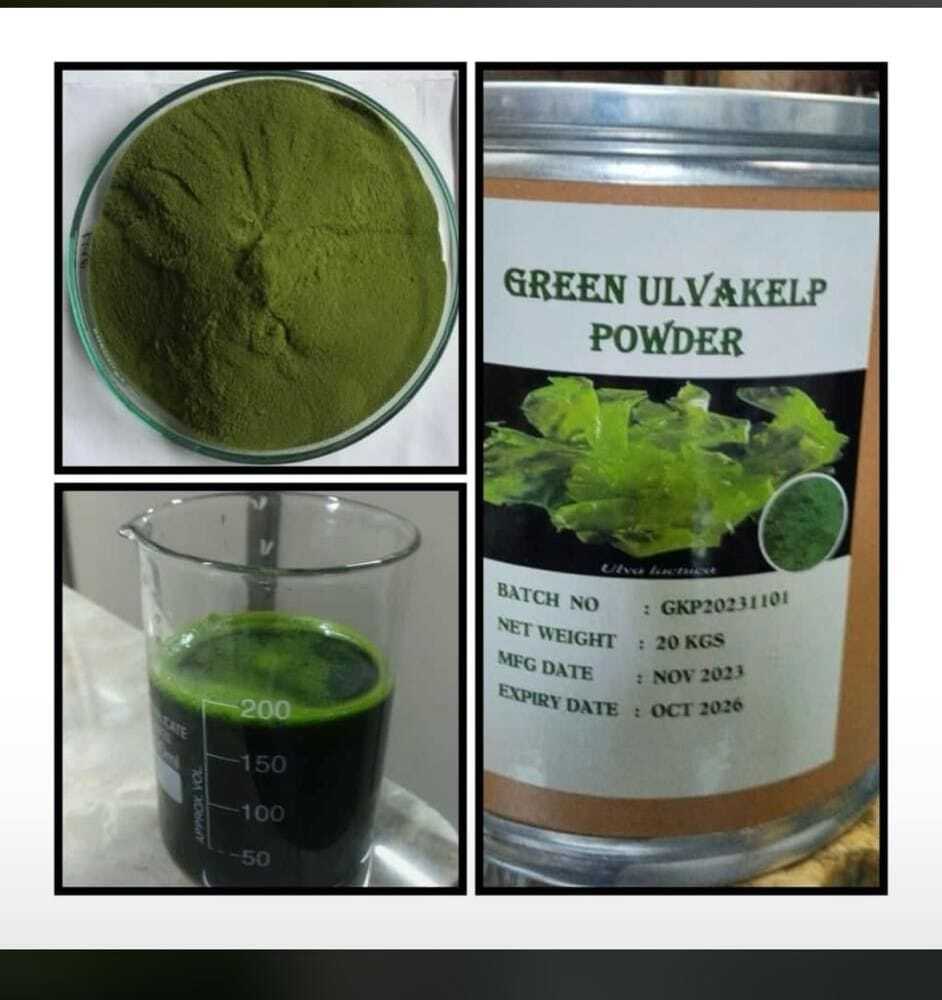 Green Ulvakelp Powder