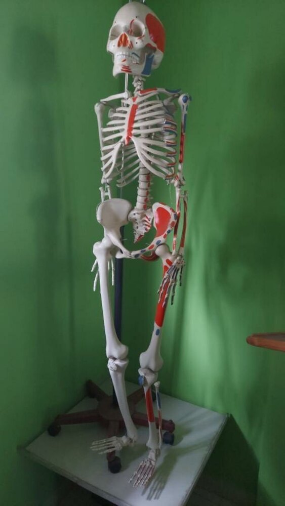 HUMAN SKELETON