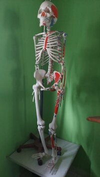 HUMAN SKELETON MODEL