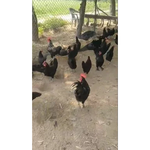 Black Austrolop Hen