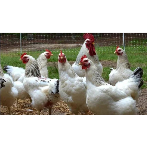Giri Raja Fresh Hen - Adult White Poultry | Male and Female Available, Excellent Meat Quality