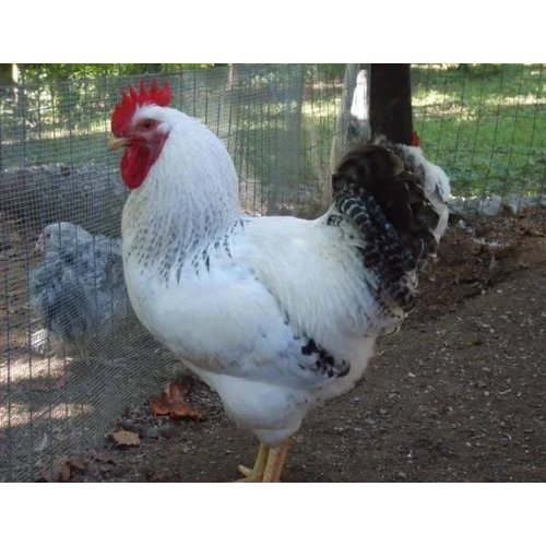 Raja 2 Male Poultry Hen - Color: White