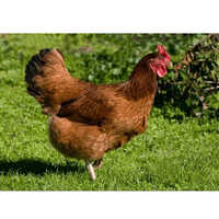 Rhode Island Red Egg Laying Hen - Breed: Vanaraja