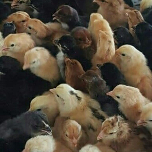 DP Cross Day Old Chicks