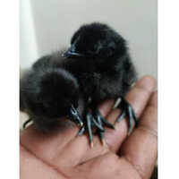 Kadaknath Chicks - Color: Black