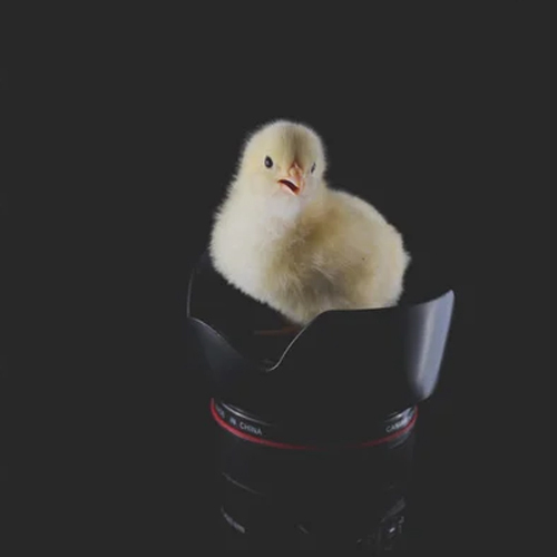 Vanaraja Broiler Chicks