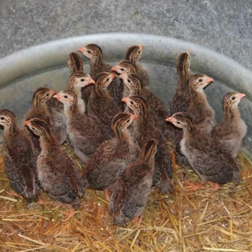 Ginifowl Day Old Chicks