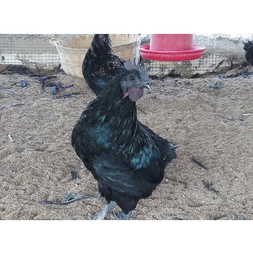 Kadaknath Hens Egg Laying - Color: Black