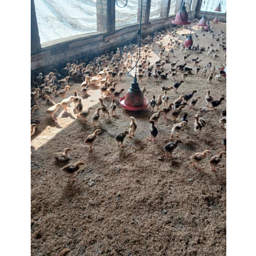 Multicolor FFG Chicks