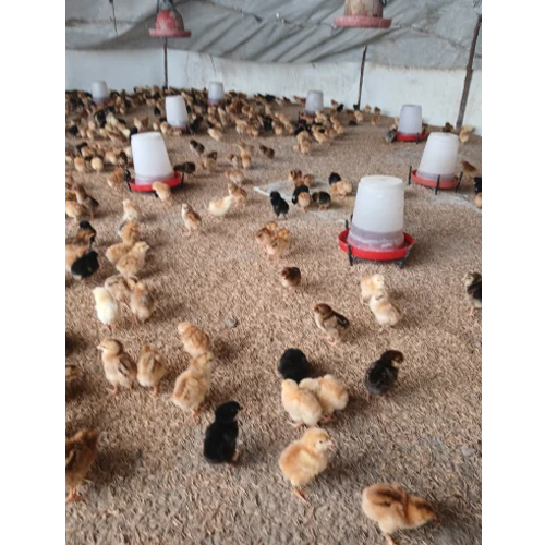 Day Old Chicks