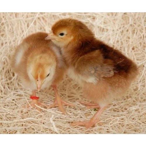Rhode Island Red day Old Chicks