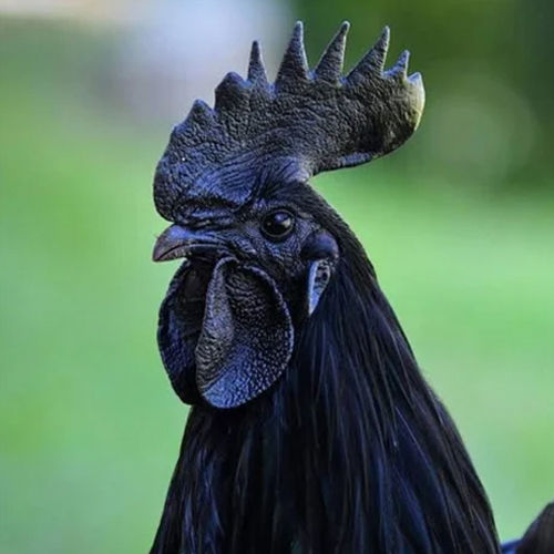 Kadaknath Adult Male Hen - Color: Black