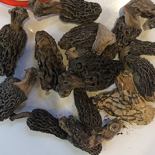 Guchi Dried Morel Mushrooms - Origin: India