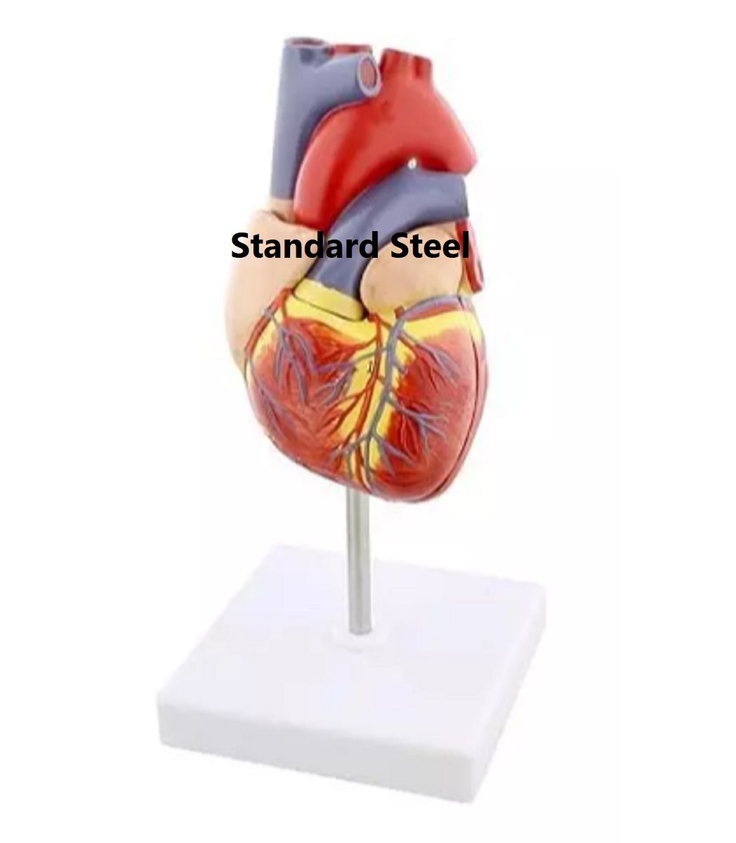 Human Heart Model