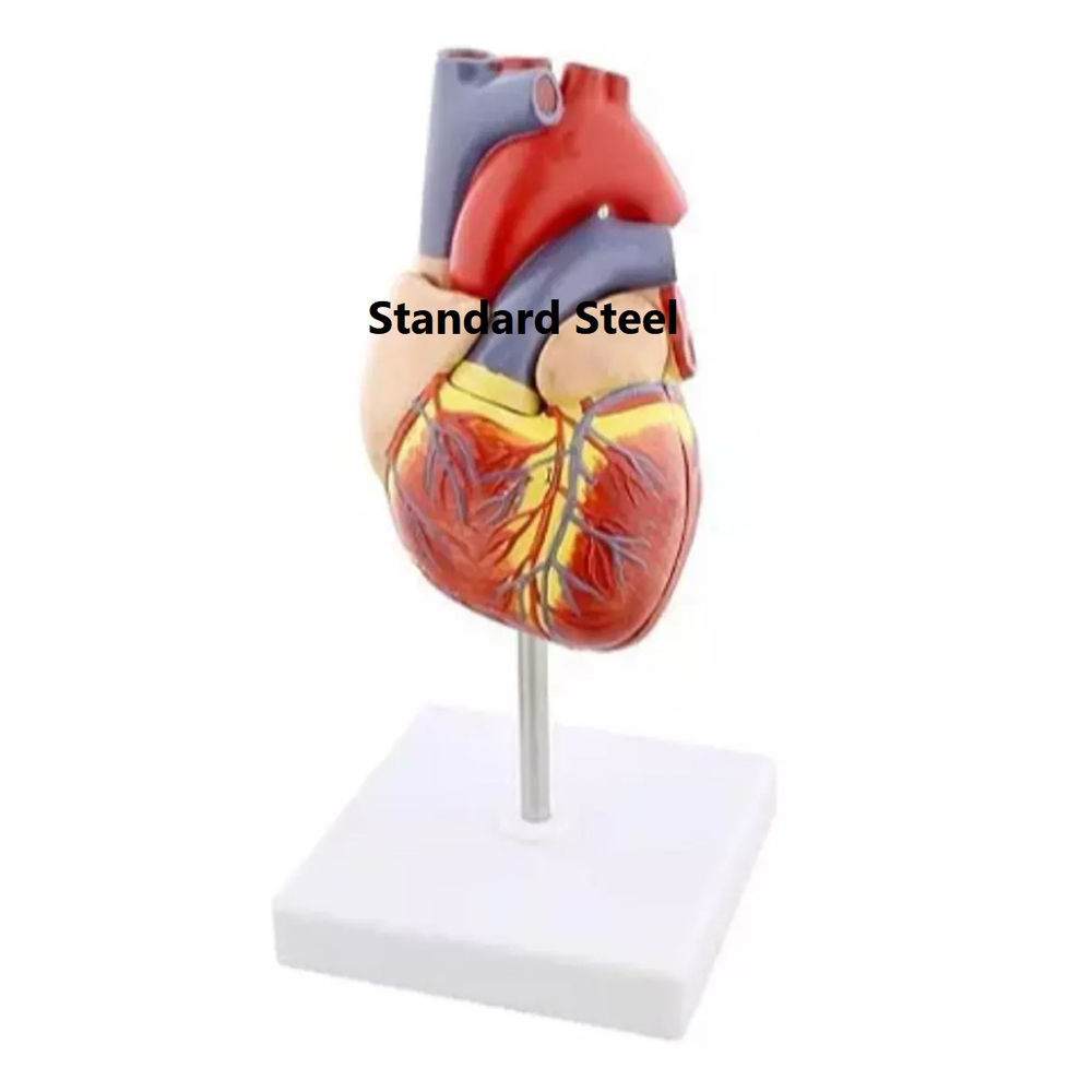 Human Heart Model - Natural Size & Two-Part Design | Hand Painted, Detailed Anatomy with Educational Study Guide, Magnetic Joint for Easy Assembly