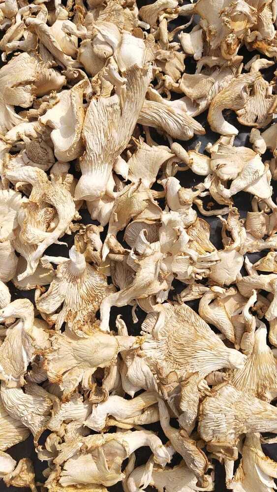 Dried Oyster Mushroom - Color: Golden