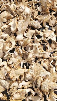 Dried Oyster Mushroom