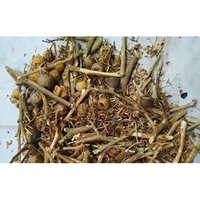 Green Kantkari Panchang - Cultivation Type: Organic