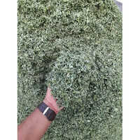 Dry Alfalfa Hay Grass