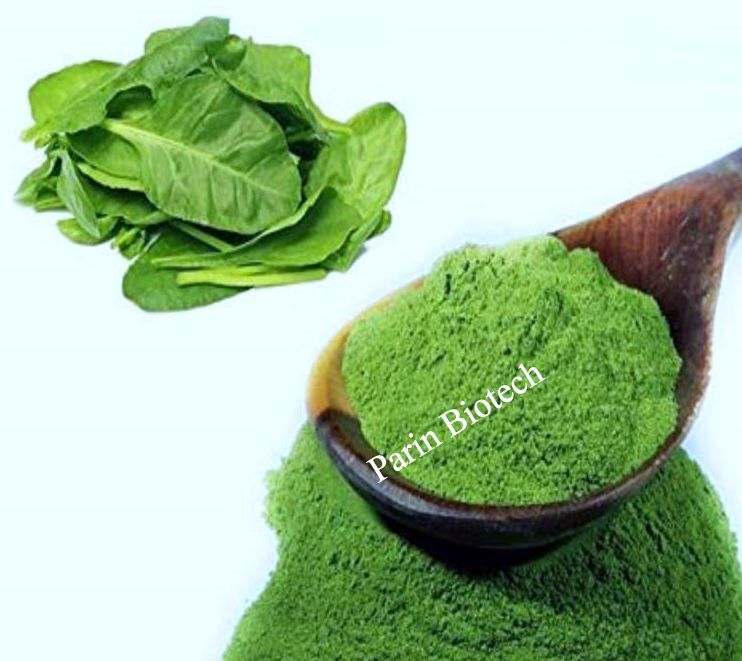 Spinach Powder & Flakes
