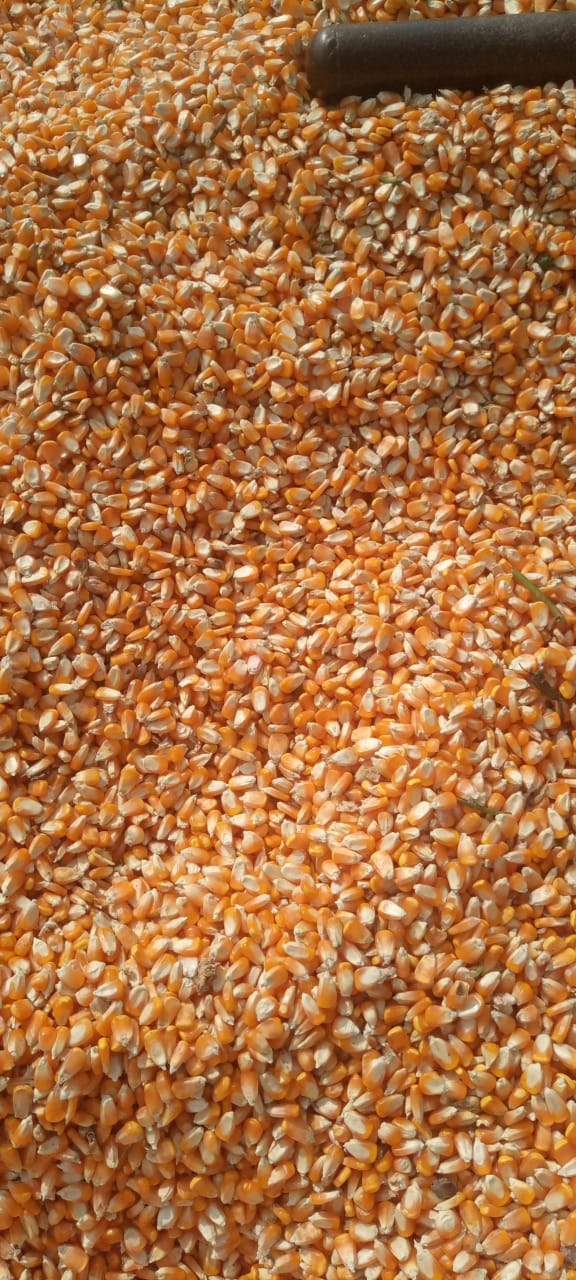पीला मक्का