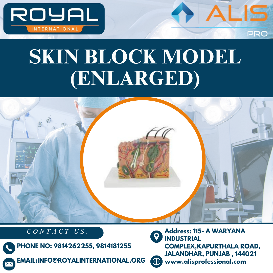 Skin Block Model (Enlarged)