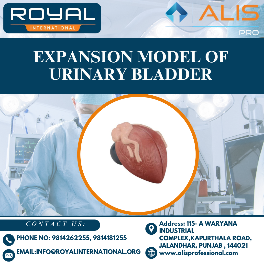 Expansion Model of Urinary Bladder