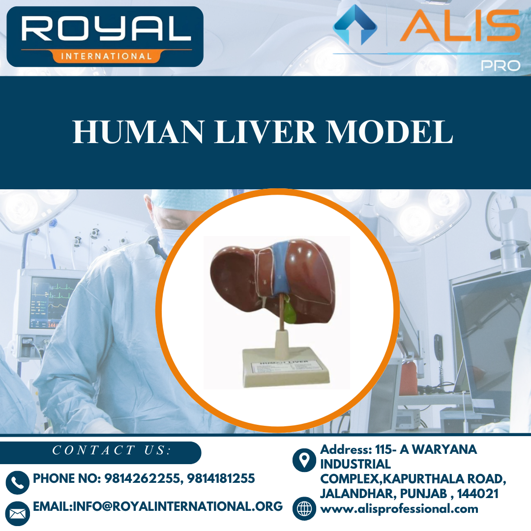 Human Liver Model