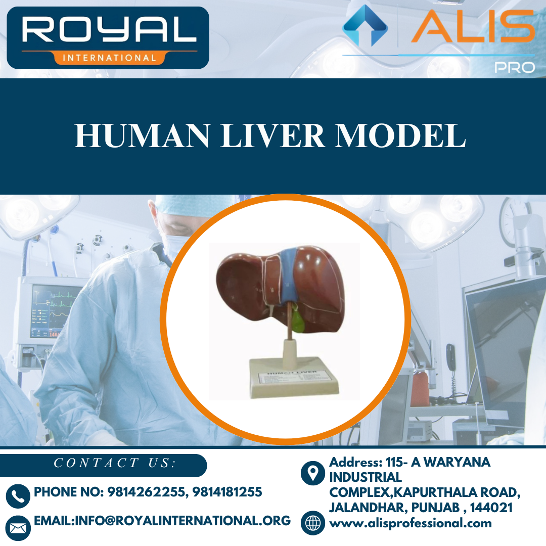 Human Liver Model - Color: Multicolor
