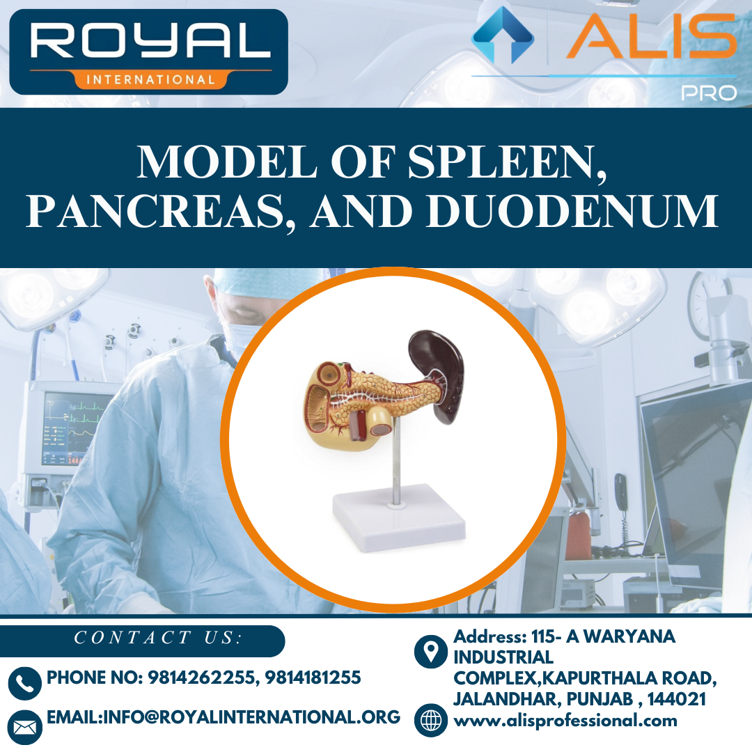 Model of Spleen, Pancreas, and Duodenum