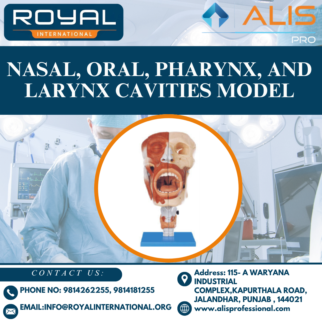 Nasal, Oral, Pharynx, and Larynx Cavities Model