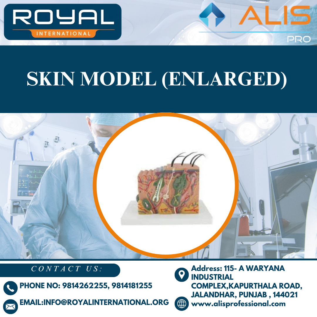 Skin Model (Enlarged)