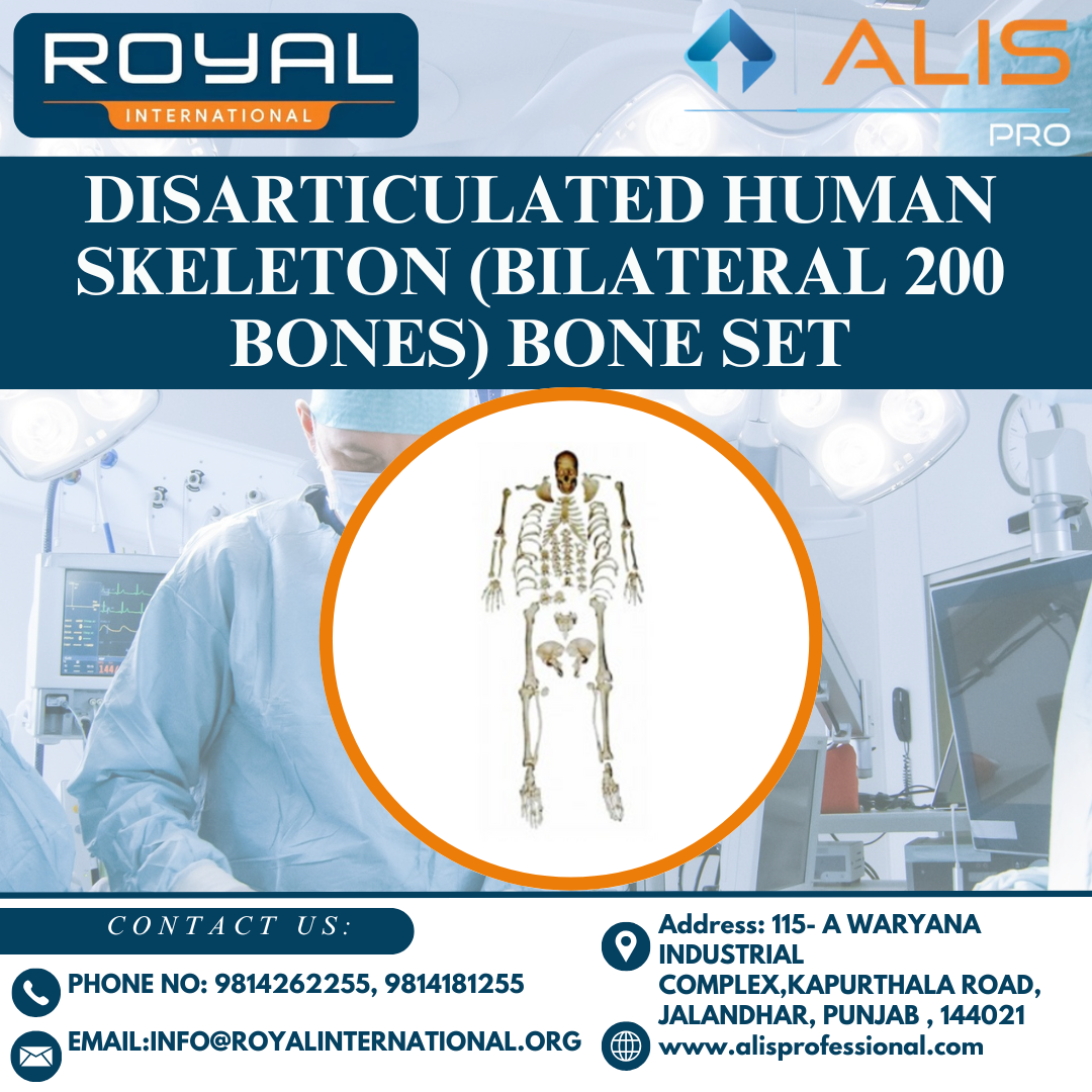 Disarticulated Human Skeleton (Bilateral 200 Bones) Bone Set