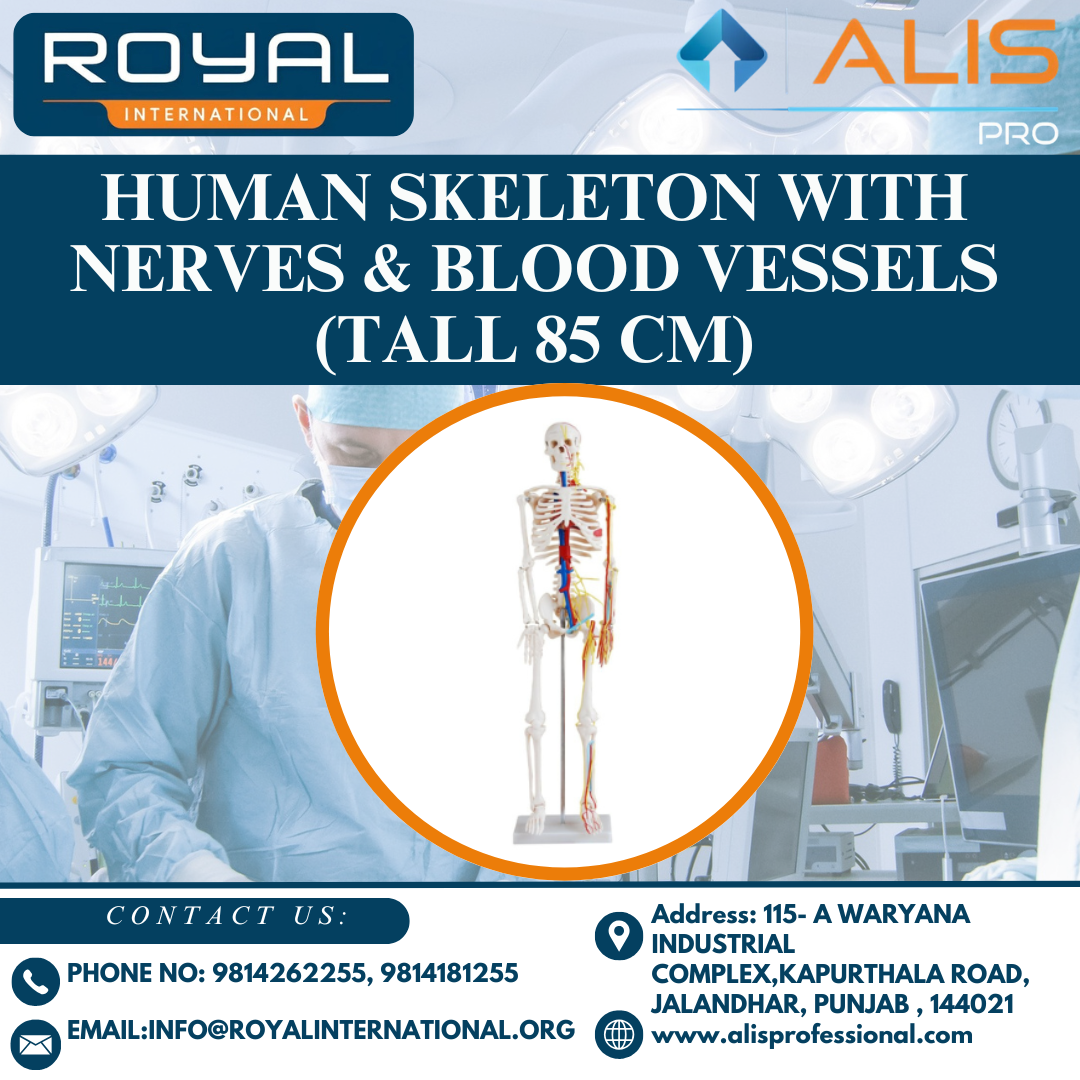 Human Skeleton with Nerves & Blood Vessels (Tall 85 cm)