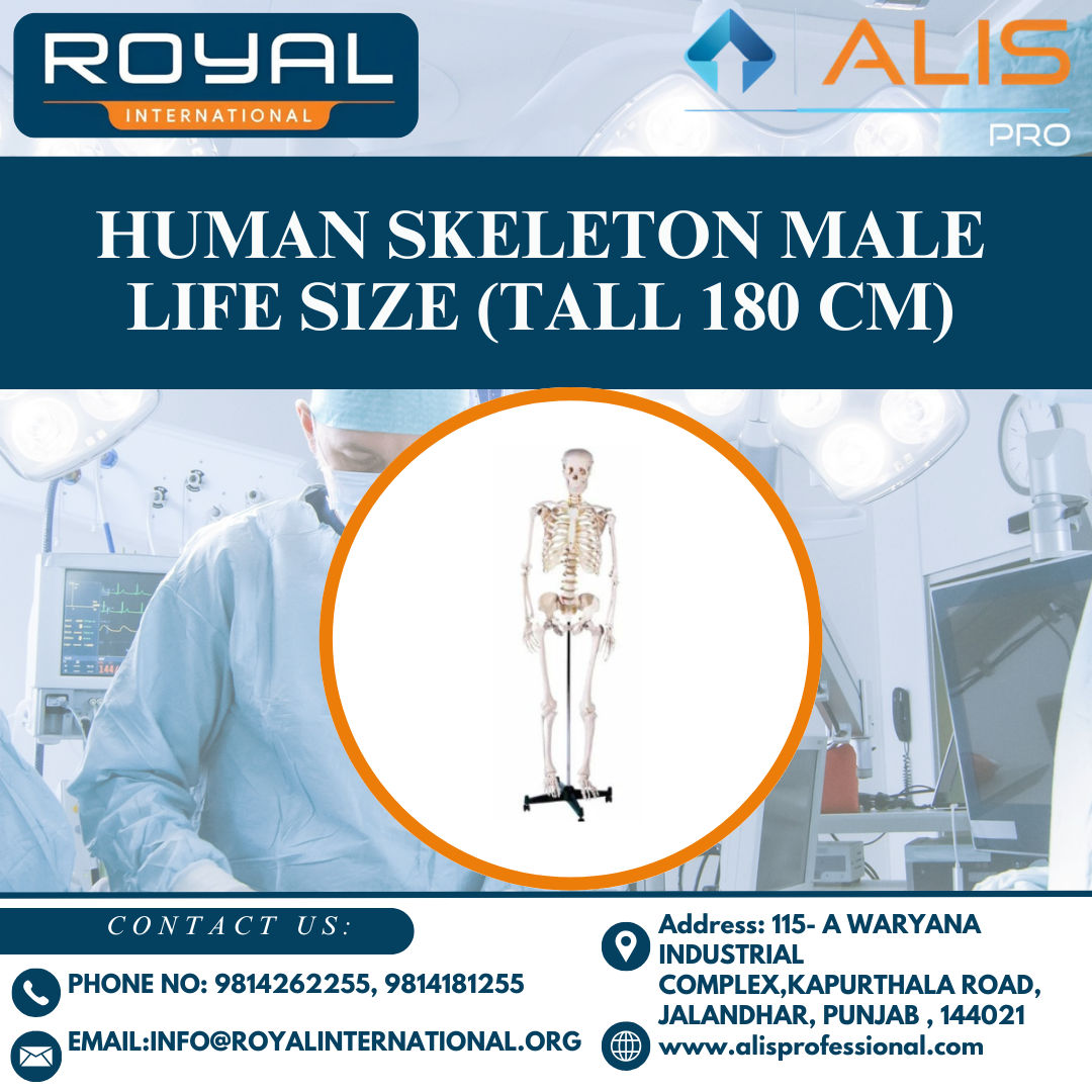 Human Skeleton Male Life Size (Tall 180 cm)