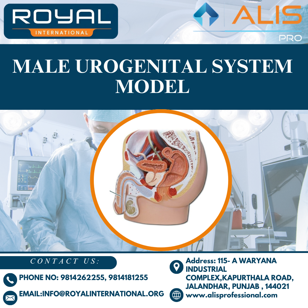 Male Urogenital System Model