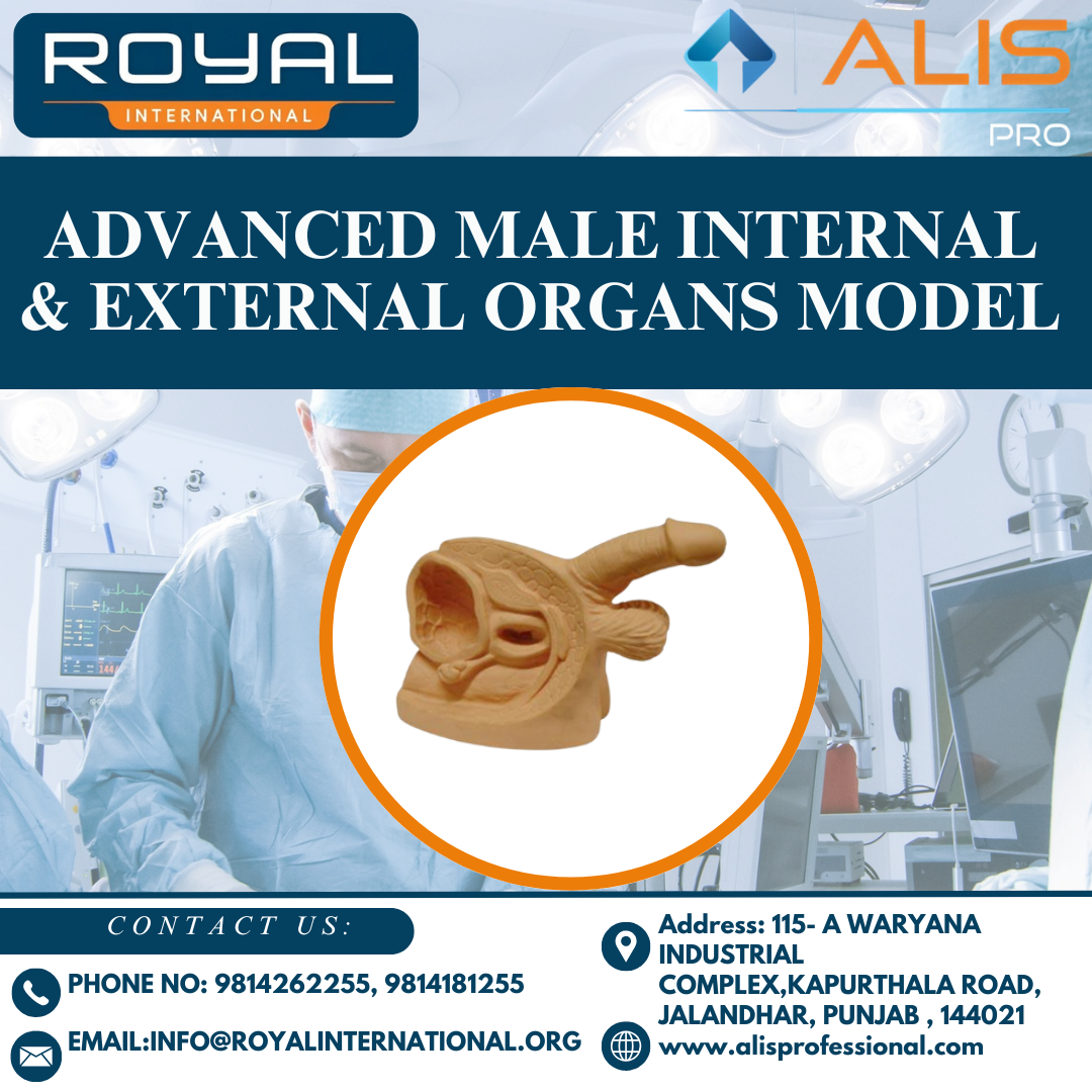 Advanced Male Internal & External Organs Model