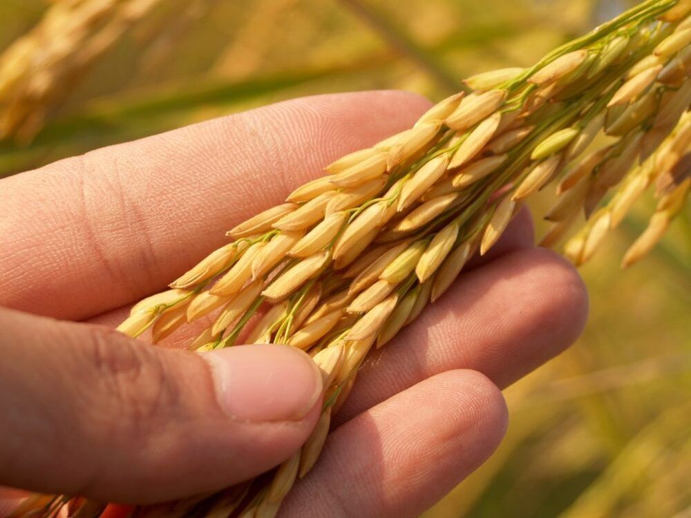 paddy rice seeds