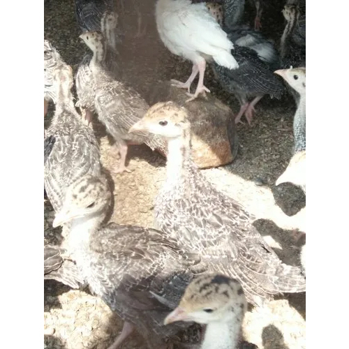 Vaan Kozhi Chicks - 35 Grams, Multi-Colored Breed for Poultry Farms, Male and Female Options Available