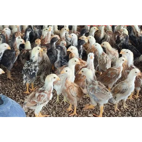 Nadan Kozhi Kunjungal Chicks - 20-30 Days Old, Multi-Coloured Male & Female Poultry Chicks for Commercial Farming
