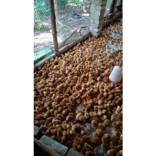 Rhode Island Red Chicks