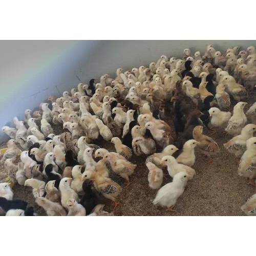 Nadan Kozhi Kunjungal Chicks - 20-30 Days Old, Multi-Color Variety | Male & Female, Ideal for Commercial Poultry Farming