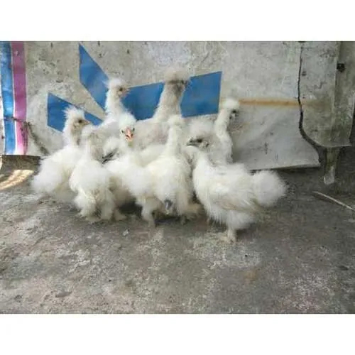 White Fancy Chicks - Breed: Silkie